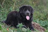 DOGUE DU TIBET 610